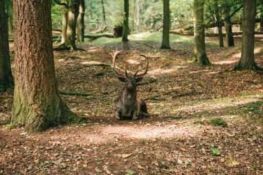 Ormandaki yabani geyik. Hayvan doğal ortamlarında.