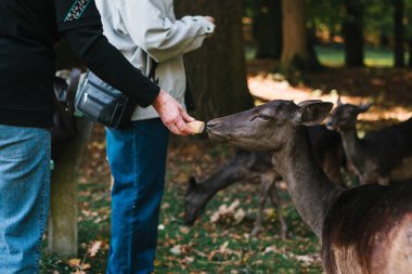 İnsanlar bir grup ormanda geyik besleme. Hayvanlar için bakım.