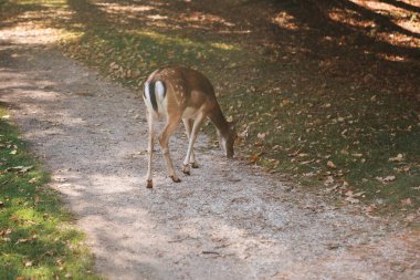 Yalnız geyik için yiyecek arıyor. Hayvan doğal ortamlarında.