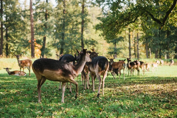 Bir grup genç geyik bir orman ağaçları yanında yeşil bir sıcak güneşli çayırda size yürür