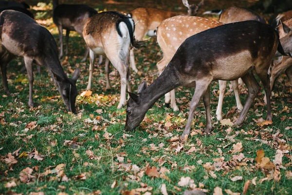 一群鹿正在森林里寻找食物。. — 图库照片