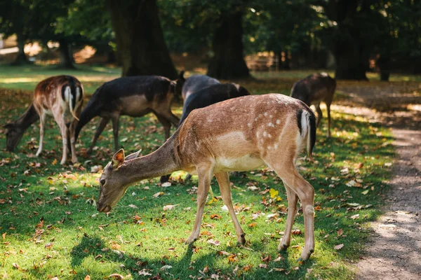 动物们在寻找食物。一群年轻的鹿走过一棵温暖的阳光明媚的草地, 旁边的树木 — 图库照片