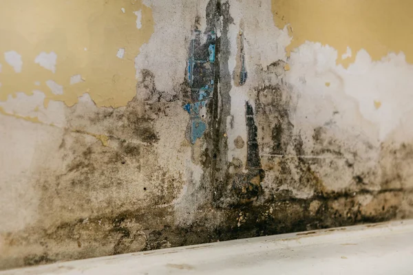 Staré zdi v koupelně je pokryto plísní — Stock fotografie