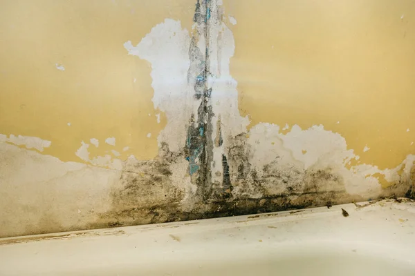 De oude muur in de badkamer is bedekt met schimmel — Stockfoto