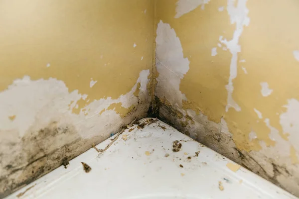 De oude muur in de badkamer is bedekt met schimmel — Stockfoto