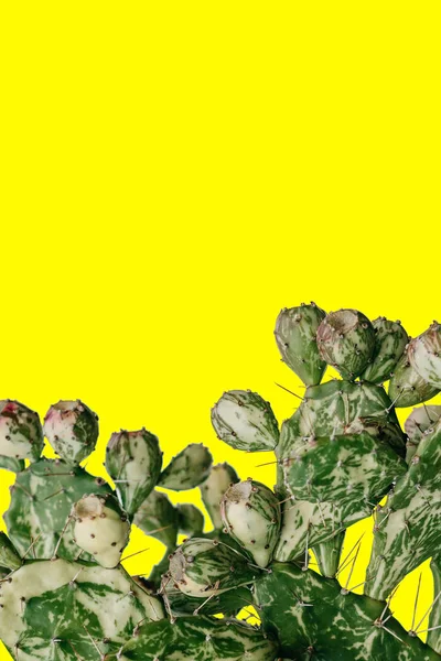 Kaktus auf gelbem Hintergrund in minimalistischem Stil — Stockfoto
