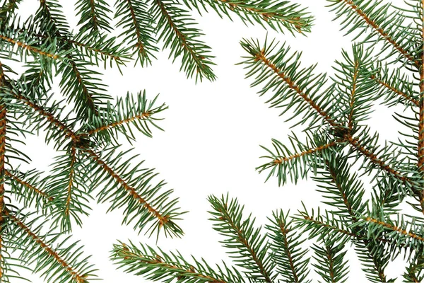 Branch of spruce on a white background. — Stock Photo, Image