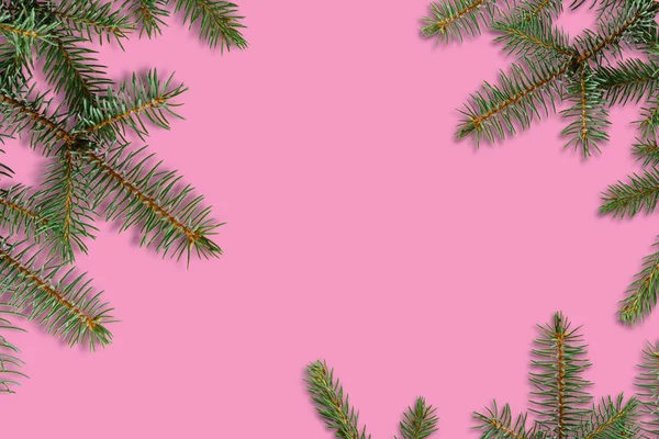 Branch of spruce on a pink background. — Stock Photo, Image