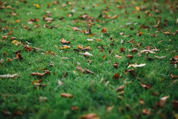 Close-up of autumn yellow leaves lie on the grass. — Stock Photo, Image