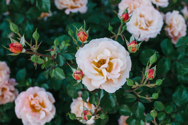 Красивый куст с розами
.