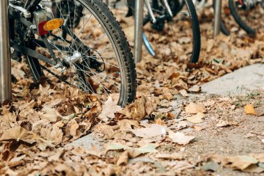 Sarı veya altın sonbahar yaprakları bisiklet tekerleği bir close-up.