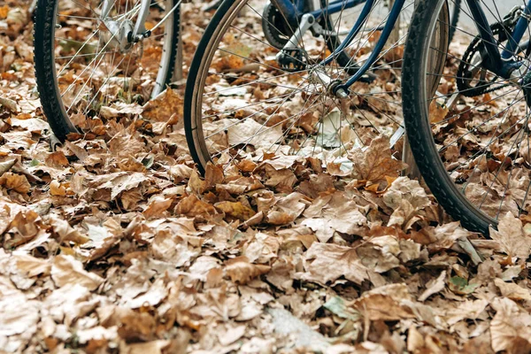 Um close-up de uma roda de bicicletas em uma folhagem de outono amarelo ou dourado . — Fotografia de Stock