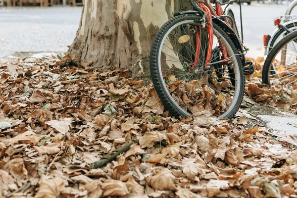 Bliska koła rowerów w żółte lub złote liście jesienią. — Zdjęcie stockowe