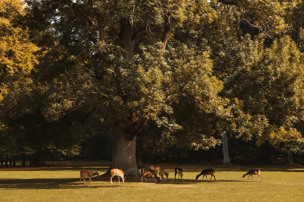 Un grupo de jóvenes ciervos en otoño camina en un prado cerca de un bosque . — Foto de Stock