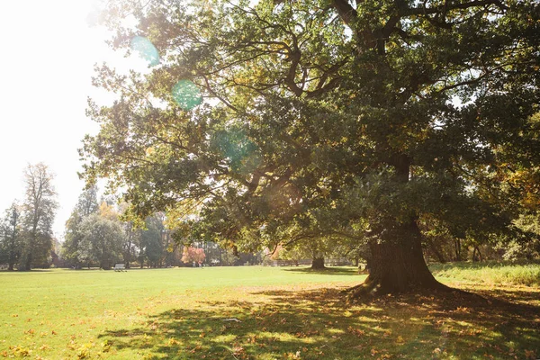 Bir parkta güzel sonbahar manzarası.