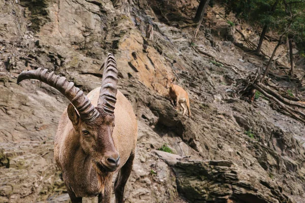 Un primer plano de una cabra de montaña caucásica con cuernos enormes — Foto de Stock