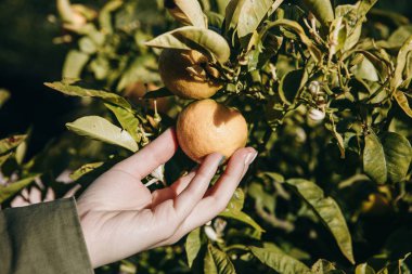 Yakın çekim bir insan mandarin şubesinden gözyaşı olur.