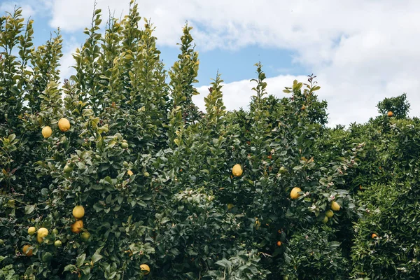 Drzewa cytrynowe z cytryny na nich w ogrodzie — Zdjęcie stockowe