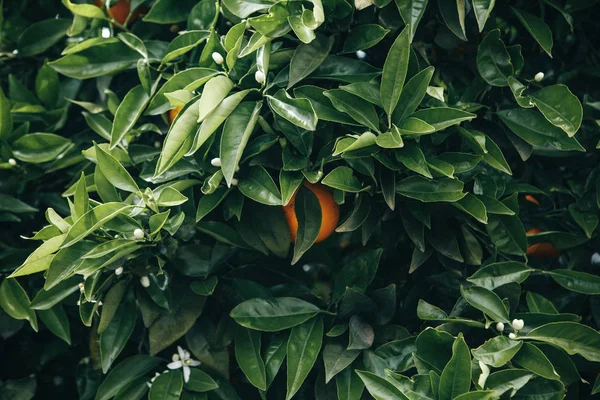 Zbliżenie, drzew pomarańczowych z pomarańczy na nich w ogrodzie. — Zdjęcie stockowe