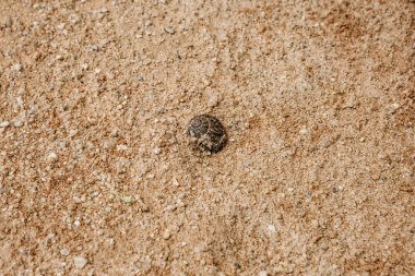 Deniz kabuğu sarı kum üzerinde