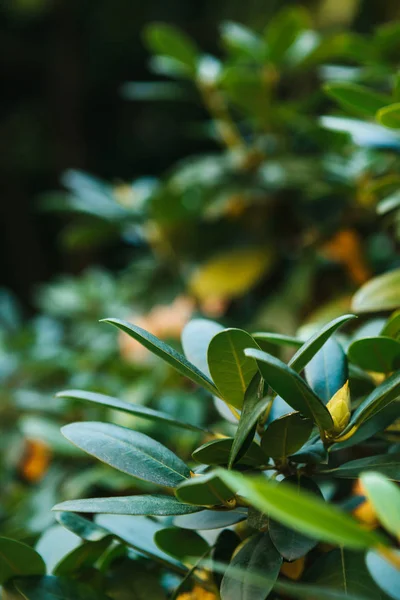 Green and yellow leaves background. — Stock Photo, Image