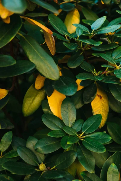 Green and yellow leaves background. — Stock Photo, Image