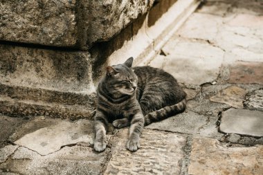 Kedi dinlenme veya aşağı yalan veya güneşli bir günde dışarıda uyumak