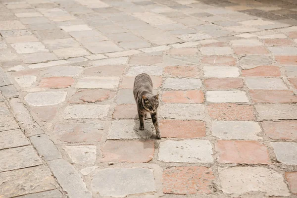 Kedi Bir Şehir Sokak Kaldırım Boyunca Yürüyor — Stok fotoğraf