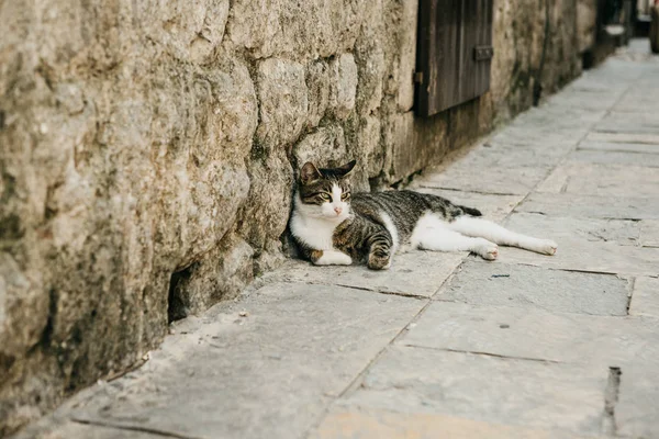 Kedi dinlenme veya aşağı yalan veya güneşli bir günde dışarıda uyumak — Stok fotoğraf