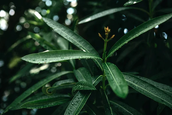 Green leaves background. — Stock Photo, Image