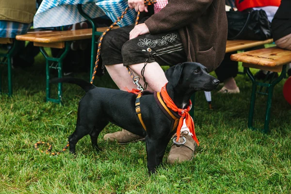 ドイツの伝統的なお祭りで所有者の横にある犬。人間と動物間の友情. — ストック写真
