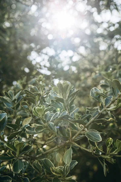 View of the leaves of bushes and trees in the spring against the backdrop of sunlight — Stock Photo, Image