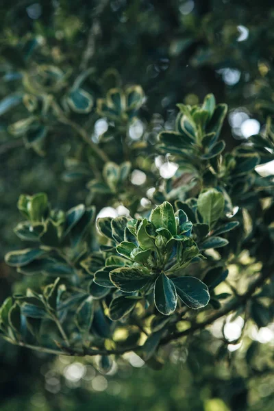 Beautiful closeup view of the leaves of bushes and trees in spring — Stock Photo, Image