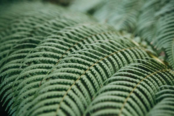 Samambaia deixa fundo close-up. Plantas tropicais . — Fotografia de Stock