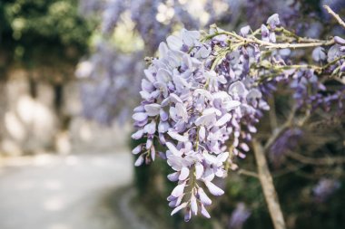 Mavi güzel çiçekler bahar. Bahar ve çiçek açan çiçekler