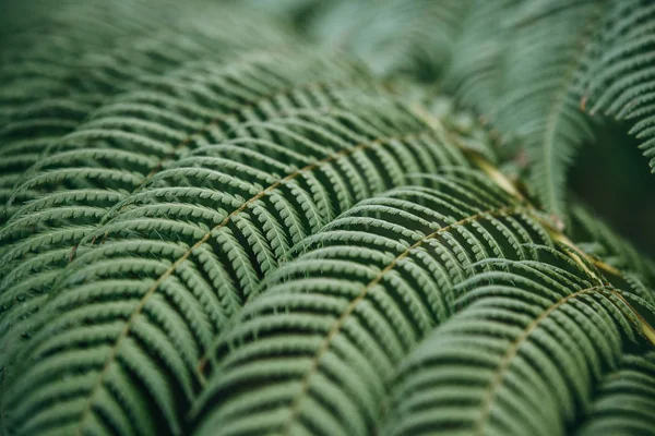 Fern löv närbild bakgrund. Tropisk växt. — Stockfoto