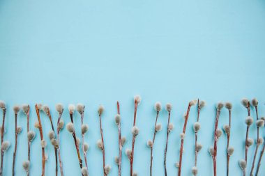 Söğüt dalları. Bahar kavramı