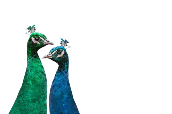 Parę pięknych Peacocks — Zdjęcie stockowe