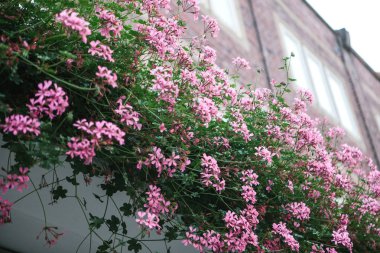 Çiçek açan pembe çiçeklerin görünümü.