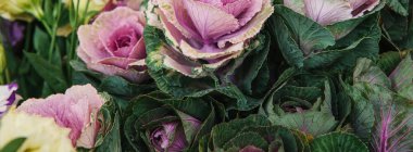 Süs lahanası denilen çiçekler