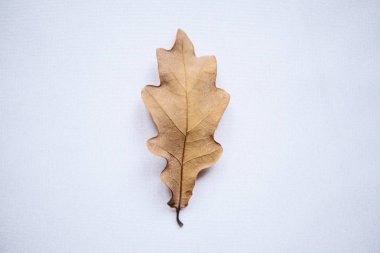 Beyaz arkaplanda meşe yaprağı