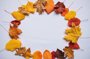 Beyaz arkaplanda sonbahar yaprakları