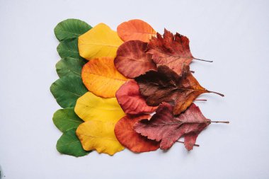 Renkli yapraklar. Seasons.