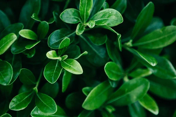 Green leaves background. — Stock Photo, Image