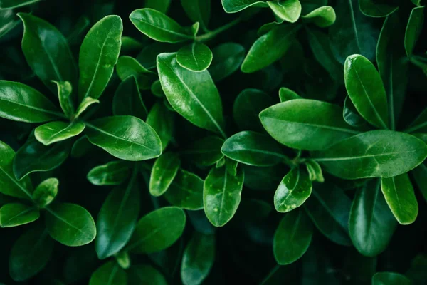 Green leaves background. — Stock Photo, Image