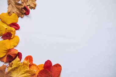 Beyaz arkaplanda sonbahar yaprakları