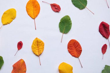 Renkli yapraklar. Seasons.