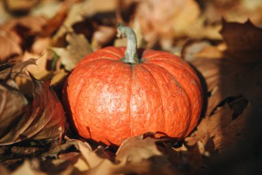 Sonbahar arka plan üzerinde kabak