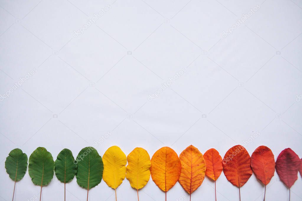 Colored leaves on a white background