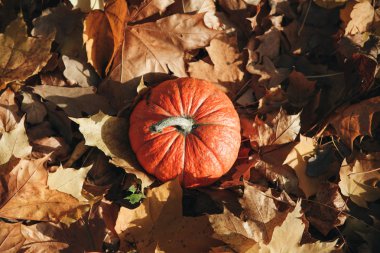 Sonbahar arka plan üzerinde kabak